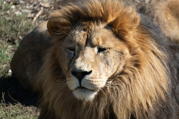 Lion Closeup Portrait Wildlife - A close-up portrait of a lion, likely taken in a zoo or wildlife sanctuary. The image captures the animal's majestic appearance and features its mane, eyes, and nose.