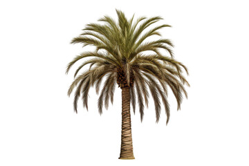 A tall palm tree with a textured trunk is isolated on transparent background