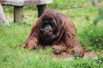 A large orangutan is laying on the grass in a zoo enclosure. The animal appears to be relaxed and comfortable © faiz