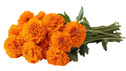 marigold flowers on transparent background, vibrant yellow and orange blooms
