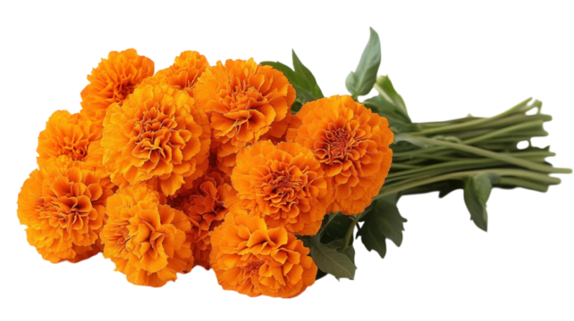 marigold flowers on transparent background, vibrant yellow and orange blooms - Powered by Adobe