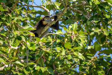 Black-shanked Douc Langur - Pygathrix nigripes, beautiful Critically Endangered native to forests of Indochina, Vietnam.