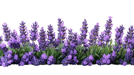 Naklejka premium lavender sprigs isolated on transparent background