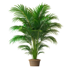 tropical palm tree isolated on transparent background