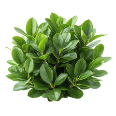 green bush isolated on transparent background, botanical cutout element for design and landscaping projects