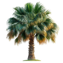 tropical palm tree isolated on transparent background