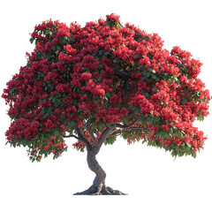 blossoming tree isolated on transparent background
