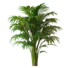tropical palm tree isolated on transparent background