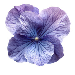 purple flower on transparent background