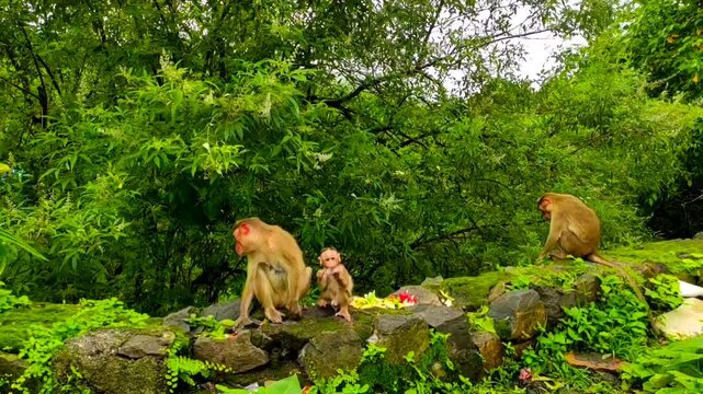 monkeys at the kankeshwar in alibaug in maharashtra in india.