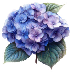 purple flower on transparent background