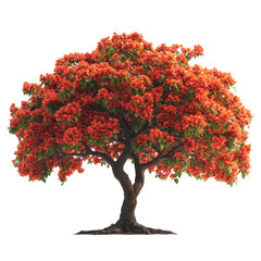blossoming tree isolated on transparent background