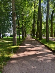 Fototapeta premium Saint-petersburg, Russia:24-July-2024: Peterhof Palace.It's one of the palace’s formal alleys, a wide gravel pathway lined with perfectly trimmed trees on both sides
