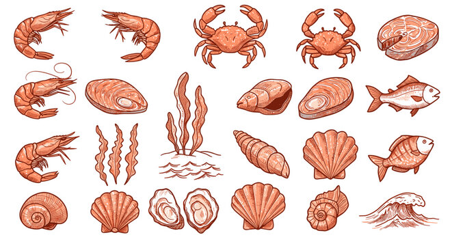 Seafood and marine life vector illustration: crabs, shells, fish, and seaweeds in a detailed hand drawn style for posters or cards