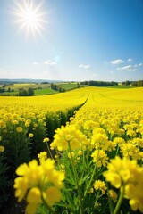 Obraz premium Golden canola fields bathed in the warm summer sun, vibrant yellow blossoms stretching to the horizon under a clear blue sky A picturesque scene of idyllic rural beauty , outdoors, botany, summer day