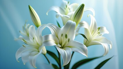 Fototapeta premium Close-up of elegant white lilies against a light teal backdrop.