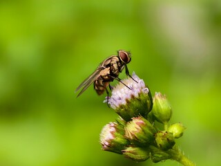 House fly or Musca domestica on Ageratum conyzoides flower