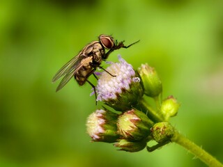 House fly or Musca domestica on Ageratum conyzoides flower
