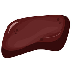Beef liver illustration,vector beef cut