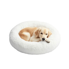 Adorable golden retriever puppy resting comfortably in a soft white round pet bed isolated on transparent background