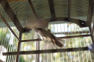 A brown bird perches inside a wooden cage, softly lit by sunlight through the bars and roof.
