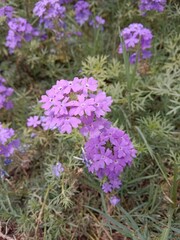 verbena aristigera flowers pattern background or Mayne's Pest flowers pattern background