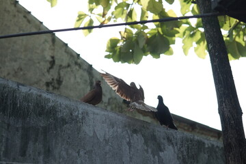 Three pigeons perch on a metal bar and wall, against a backdrop of trees and concrete in the soft daylight.