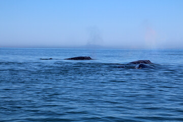 Fototapeta premium Gray whales at whale watching in lagoon at Ojo de Liebre, Baja California Sur, Mexico