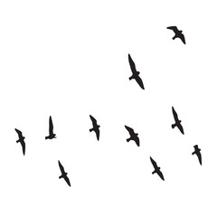birds in flight