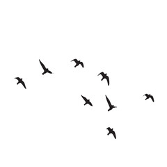 Silhouetted birds flying in a group against a white background.