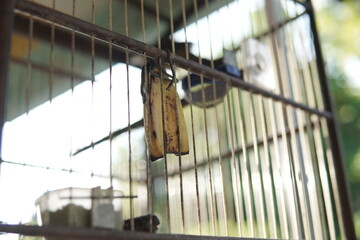 Close-up of a birdcage with a banana hanging inside