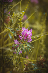 Clover. Wildflowers on a sunny day in June. Close-up on a blurred background.