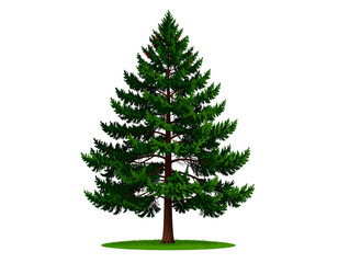 Christmas tree illustration