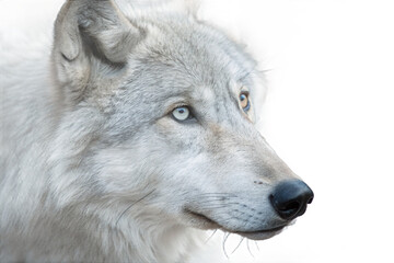 Fototapeta premium Ethereal grey wolf with an enchanting blue and a golden eye, looking contemplative in a pristine white environment.