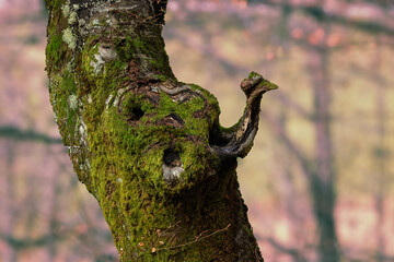 You have to walk around the old trunks to find their shape.