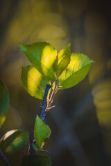 Leaves. Sunny June day in the forest. Close-up on a blurred background.