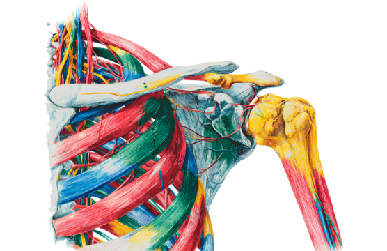 Brachial plexus and shoulder illustration colored ligaments white background