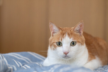 気になって見つめる猫　茶トラ白