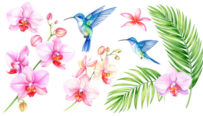 Floral background with hummingbirds in summer on white background.