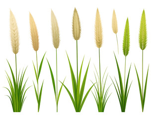 Collection of ornamental grasses with varying colors and heights