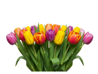 A vibrant bouquet of multi colored tulips arranged in a semi circle isolated on transparent background