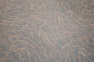 Natural texture of intertwined roots on dark surface  