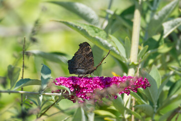 European peacock butterfly (Aglais io) perched on summer lilac in Zurich, Switzerland