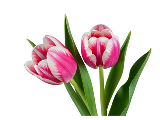 Fototapeta premium Two pink and white tulips with green leaves isolated on transparent background