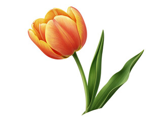 Obraz premium A single orange and yellow tulip with green leaves isolated on transparent background