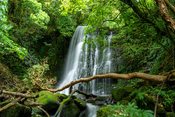 Tranquil Waterfall in Lush Green Forest