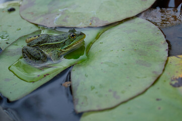 Frog resting on water lily leaf in pond