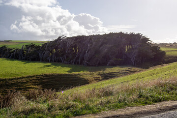 Wind-Swept Trees on a Grassy Hill