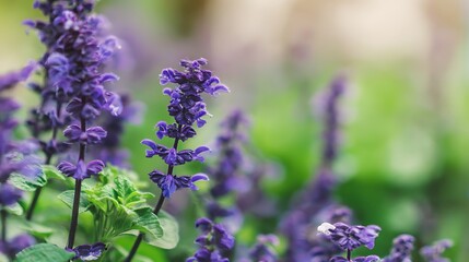 Obraz premium Lavender hyssop flowers bloom together, presenting a beautiful array of purple hues in a lush field
