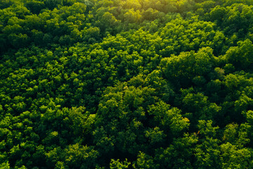 Aerial view of green forest in summer.Clean Environment and Sustainable concept.Forest reduce...